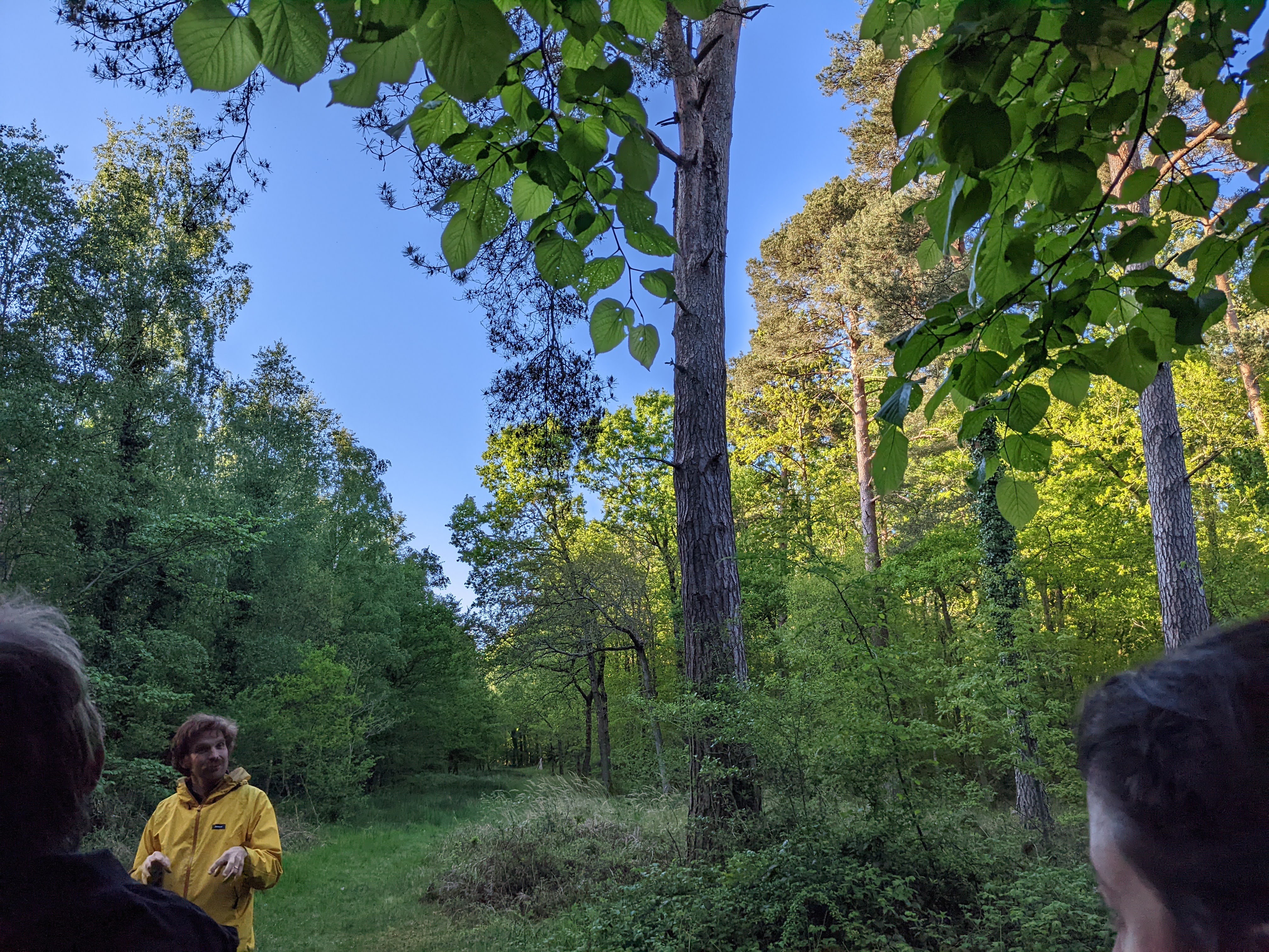 Lush urban garden with diverse tropical plants and palm fronds